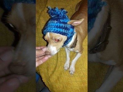 Gorrito calientito de crochet para perrito chihuhua