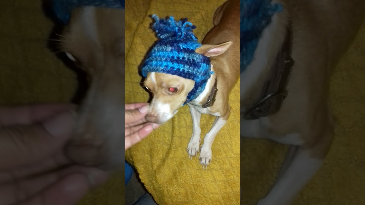 Gorrito calientito de crochet para perrito chihuhua