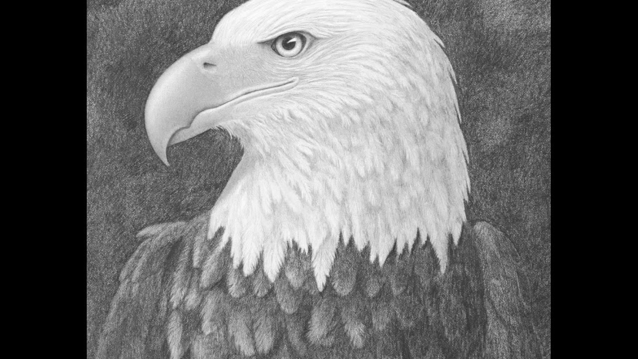Cómo dibujar un águila de cabeza blanca (calva) a lápiz