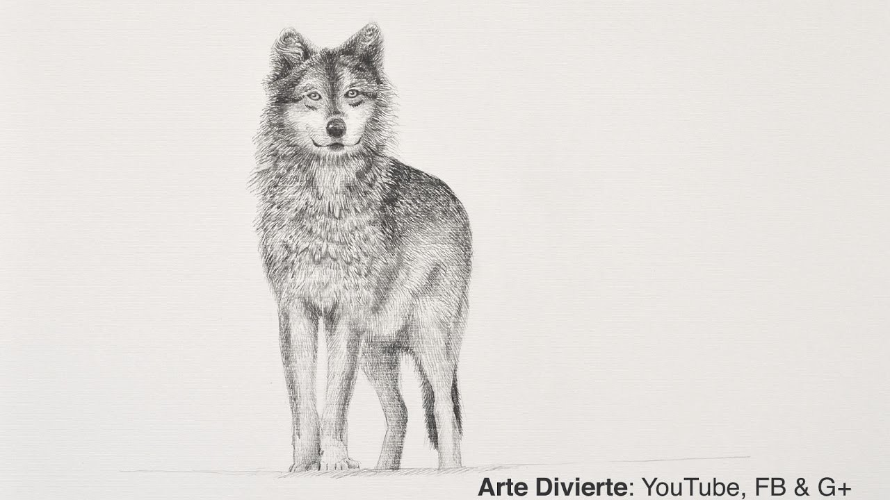 Cómo dibujar un lobo a lápiz - Narrado