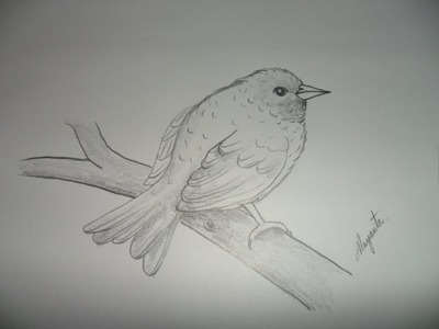 Dibujo para principiantes. Como Dibujar un Pájaro muy fácil, paso a paso. How to Draw an Easy Bird.