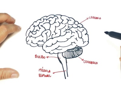 Cómo dibujar el Cerebro Humano paso a paso | Dibujo fácil de un Cerebro Humano