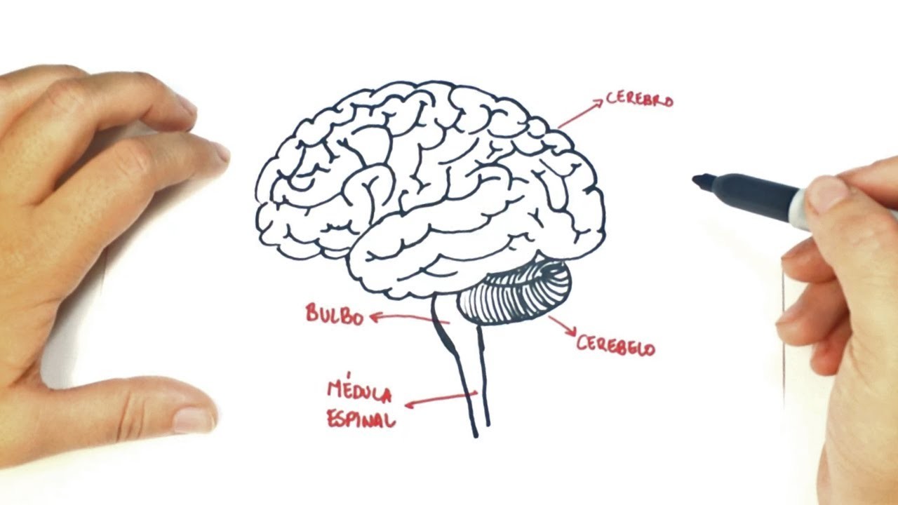 Cómo dibujar el Cerebro Humano paso a paso | Dibujo fácil de un Cerebro Humano