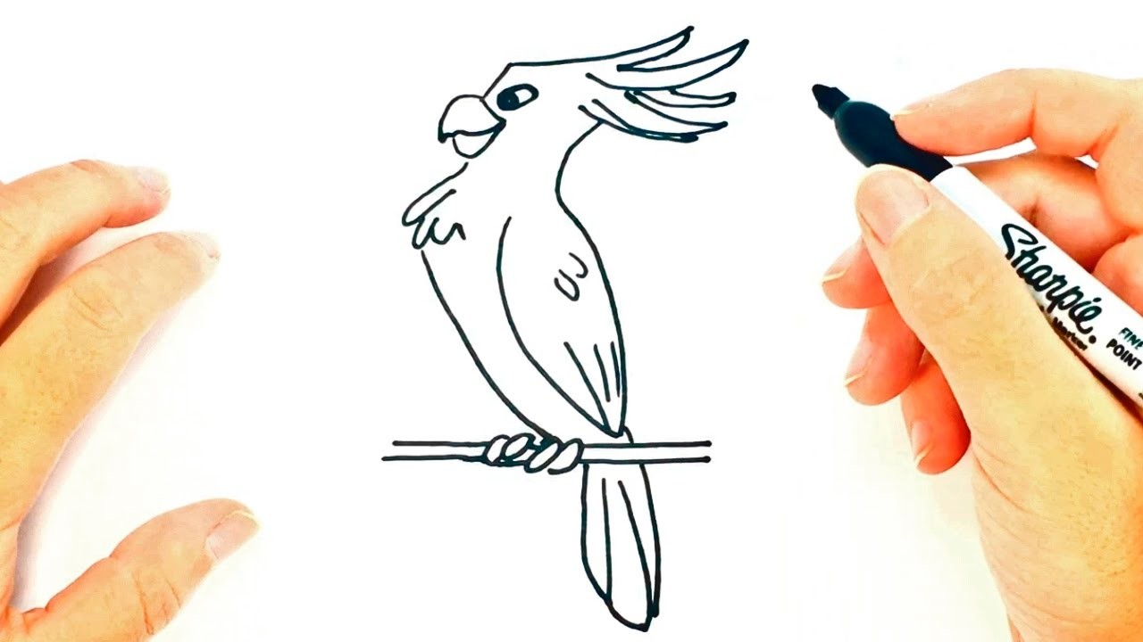 Cómo dibujar una Cacatúa paso a paso | Dibujo fácil de Cacatúa