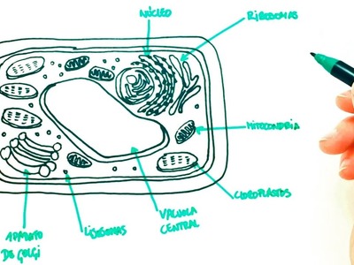 Cómo dibujar una Célula Vegetal paso a paso | Dibujo fácil de Célula Vegetal
