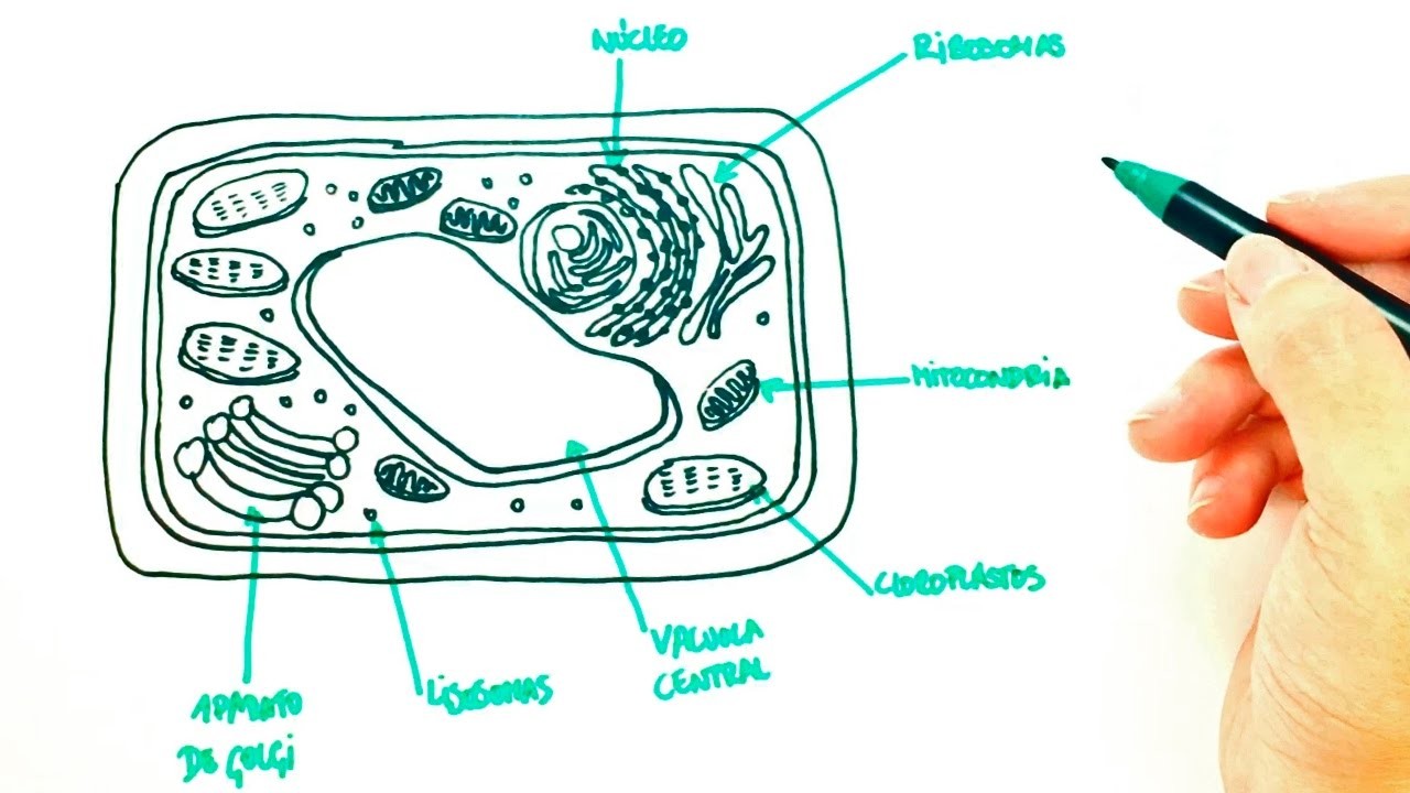 Cómo dibujar una Célula Vegetal paso a paso | Dibujo fácil de Célula Vegetal