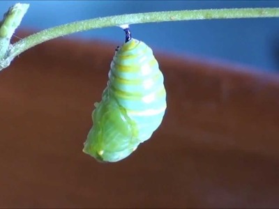Transformación de un oruga en crisálida (mariposa Monarca).