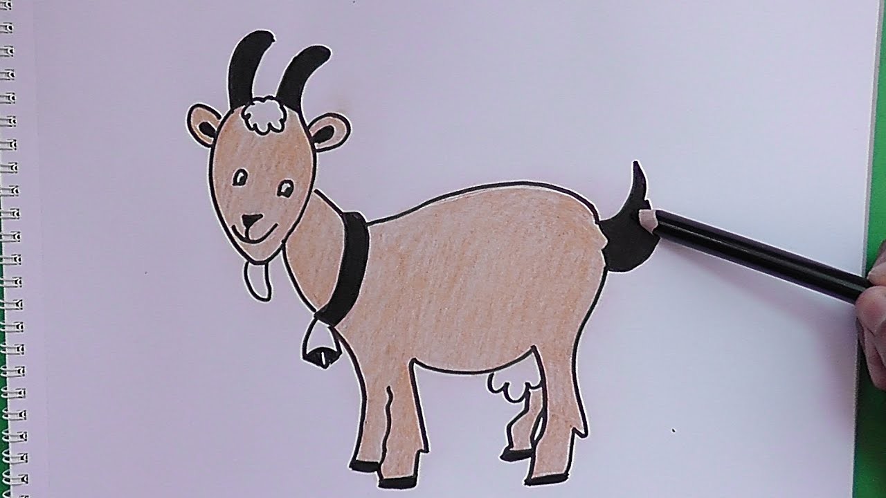 Como dibujar y colorear paso a paso a Cabra - As drawing and coloring step to Cabra