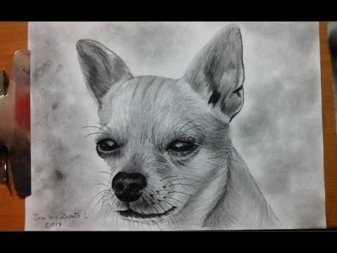 Dibujo de un perro chihuahueño| Camara rapida - How to draw a chihuahueño dog| HD