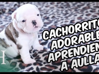 Cachorritos adorables aprendiendo a aullar