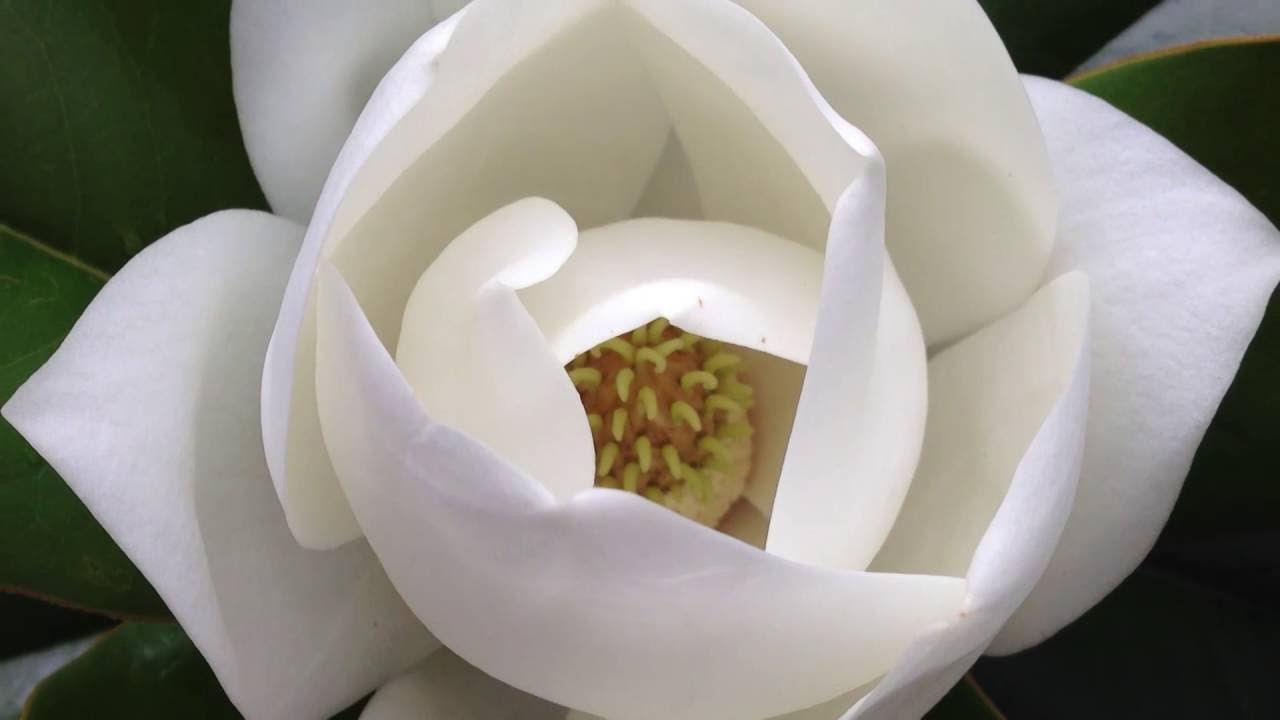 Como Hacer una Flor Magnolia con papel de arroz- Hogar Tv  por Juan Gonzalo Angel