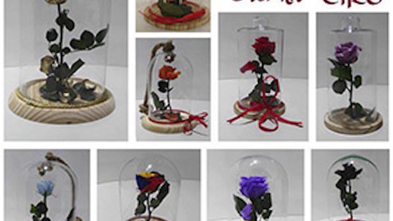 Rosa Eterna - Rosa bella y bestia