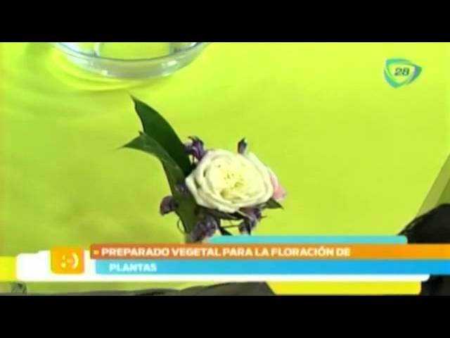 Conserva tus flores frescas con este preparado natural