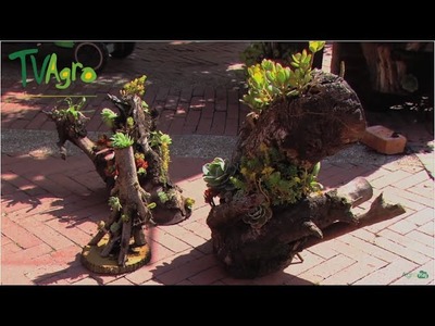 Decoración de Jardines con macetas naturales (Troncos) - TvAgro por Juan Gonzalo Angel