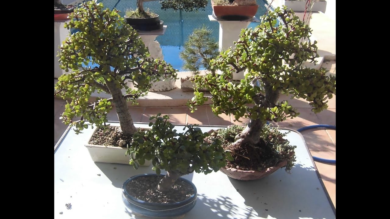 Hacer un bonsái en pocos meses (portulacaria)