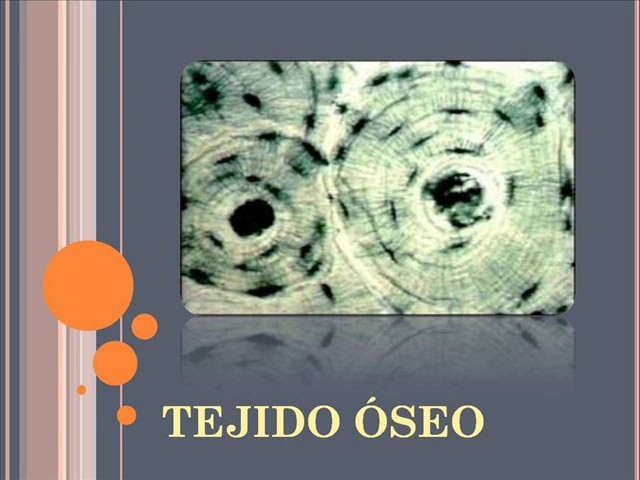 Tejido osteocartilaginoso.