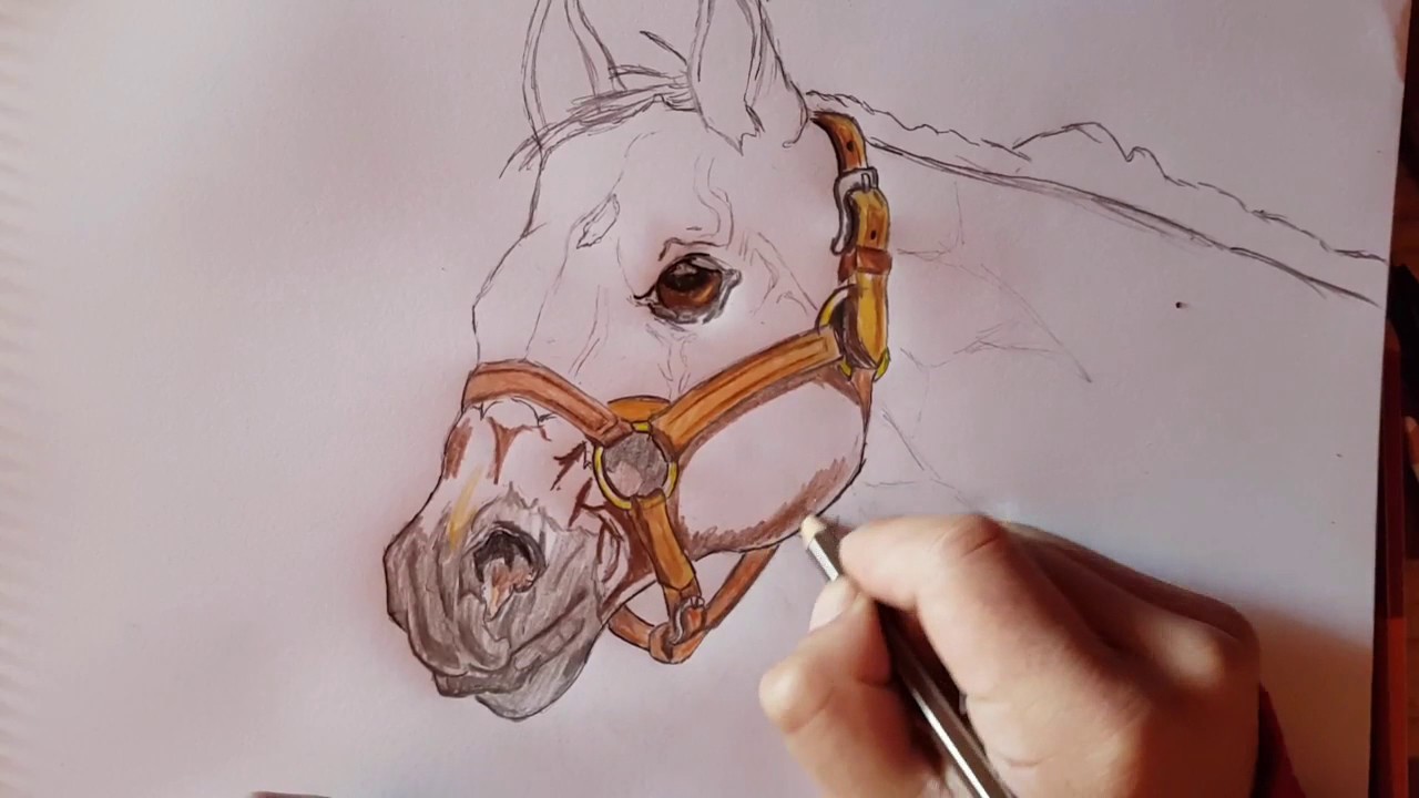 Como DIbujar un caballo realista| How to draw realist horse