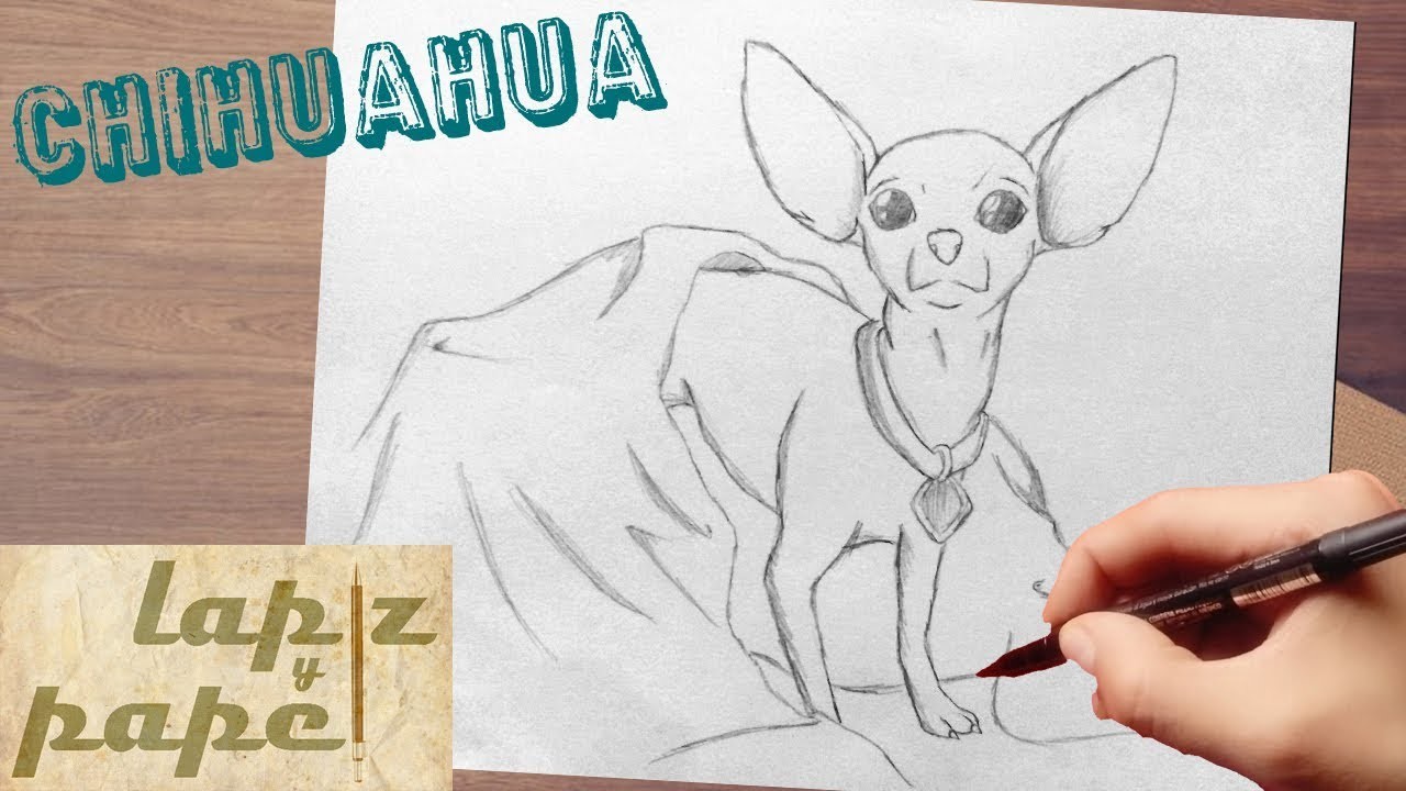 Como dibujar un chihuahua. how to draw chihuahua