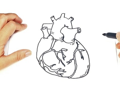 Como dibujar un Corazon Humano paso a paso | Corazón De Verdad