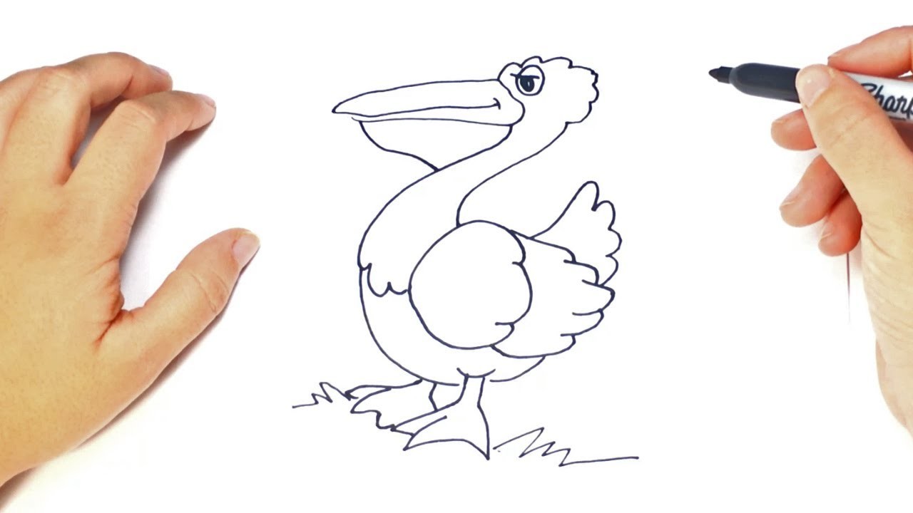 Como dibujar un Pelicano paso a paso | Dibujo facil de Pelicano
