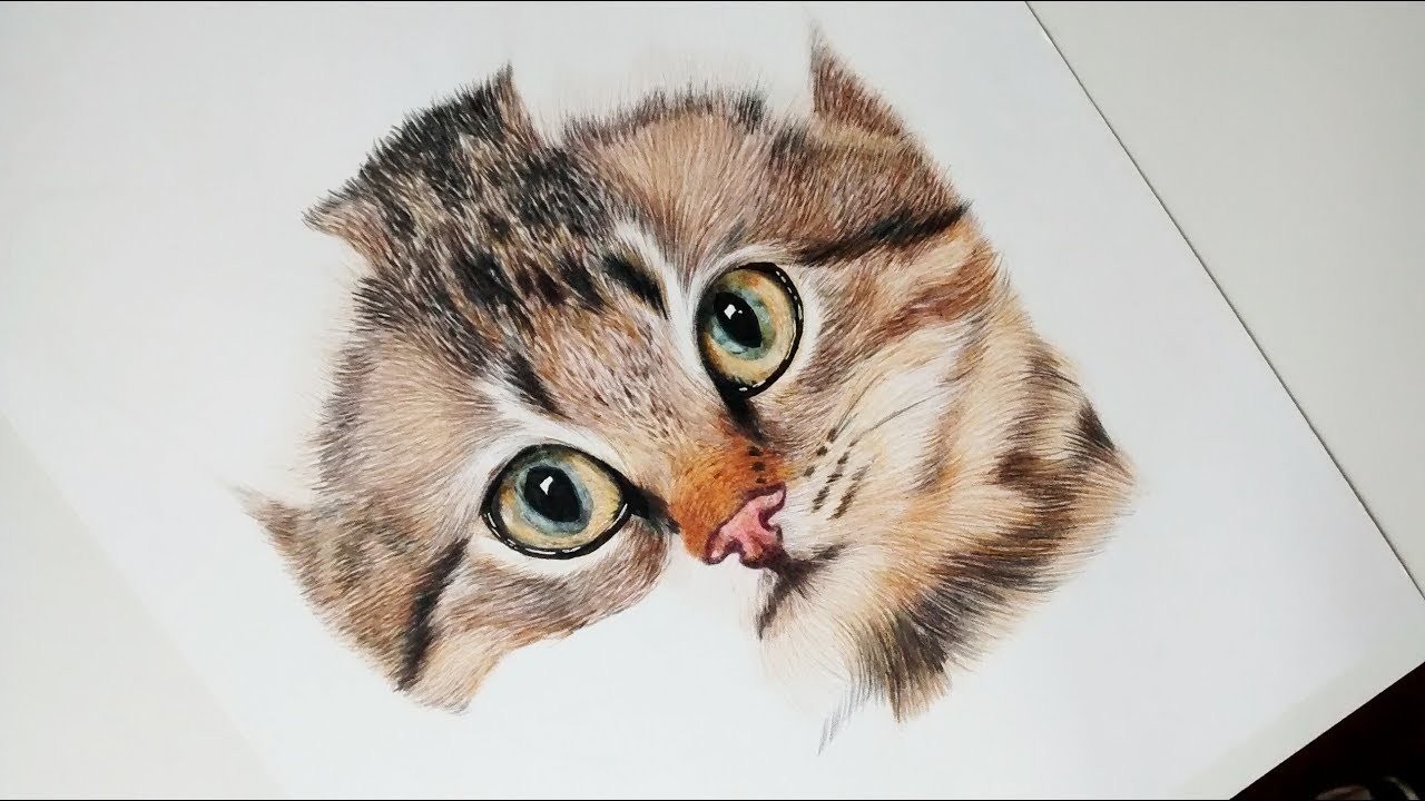 Como dibujar y pintar un GATO REALISTA - How to draw and paint a REALISTIC CAT