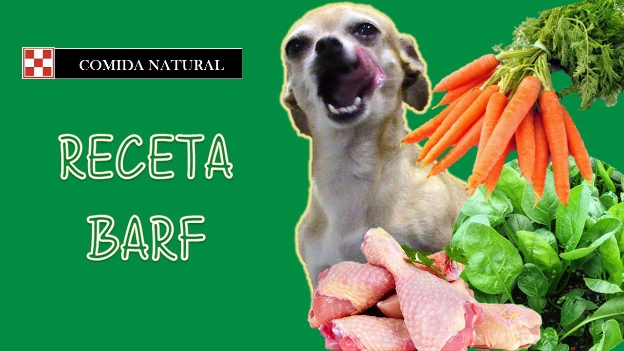 El Chihuahueño - Comida para Chihuahua - Recetas para Perros - como hacer comida para perros
