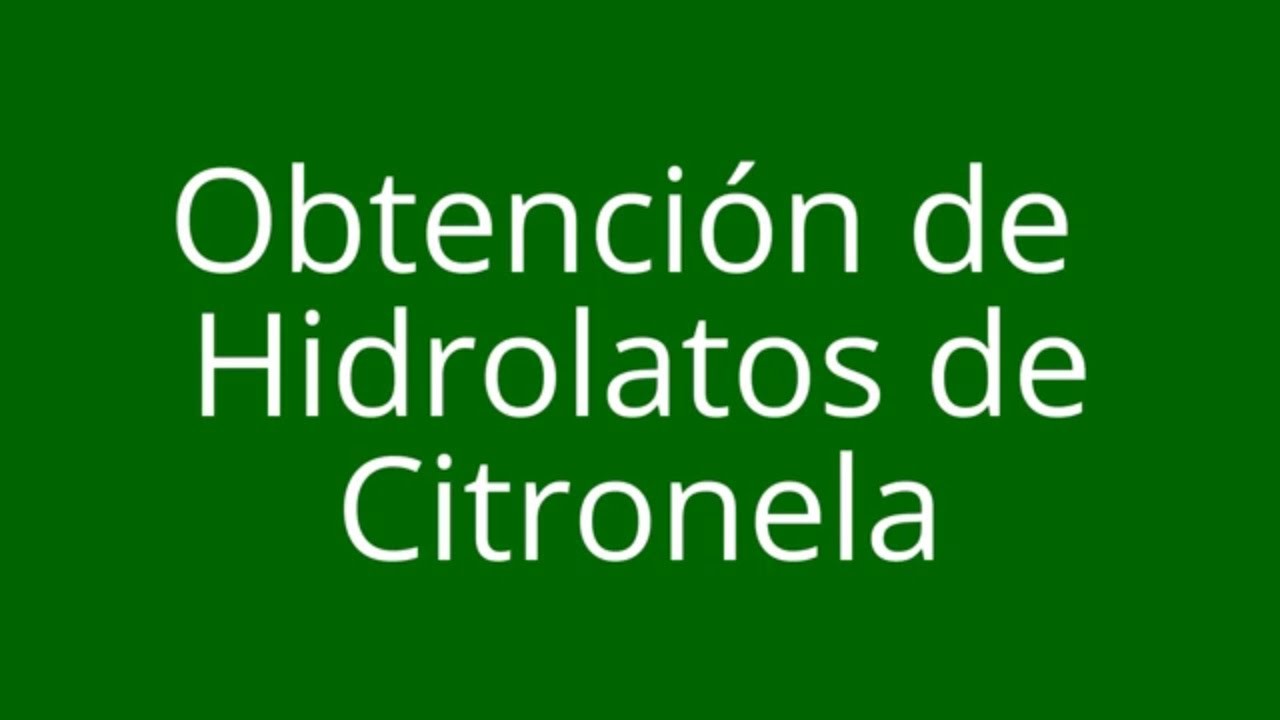 Obtención de Hidrolatos de Citronela (método casero)