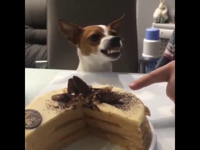Perrito se enoja por que le tocan el pastel