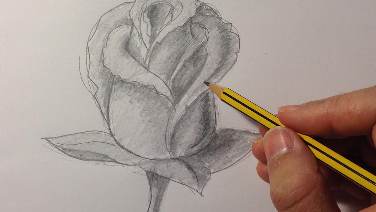 Cómo dibujar una rosa