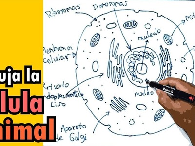 Biologia Celular 1.5 - Cómo dibujar una celula animal - Draw an animal cell