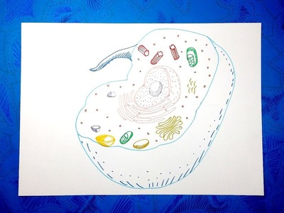 Biologia Celular 5.5 - Cómo dibujar una célula animal con colores paso a paso