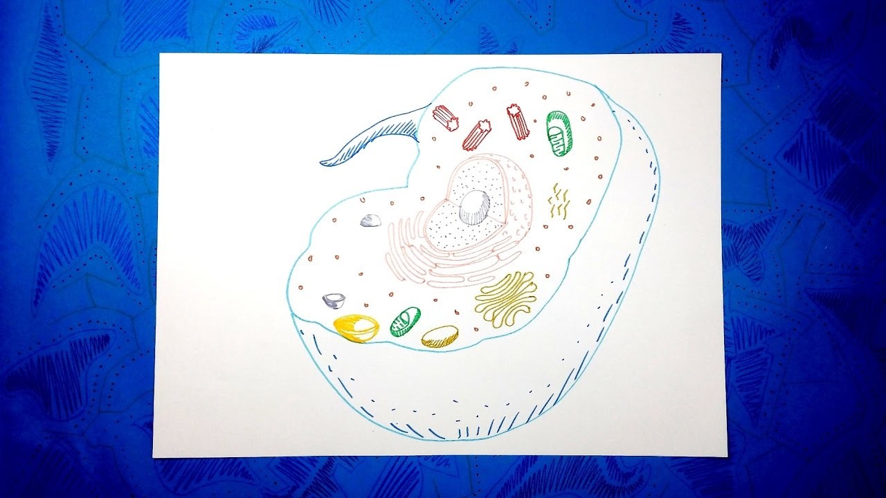 Biologia Celular 5.5 - Cómo dibujar una célula animal con colores paso a paso