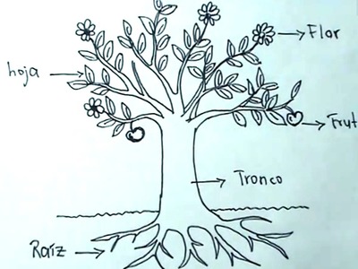 Ciencias Naturales 2.5 - Cómo dibujar una planta, árbol y sus partes