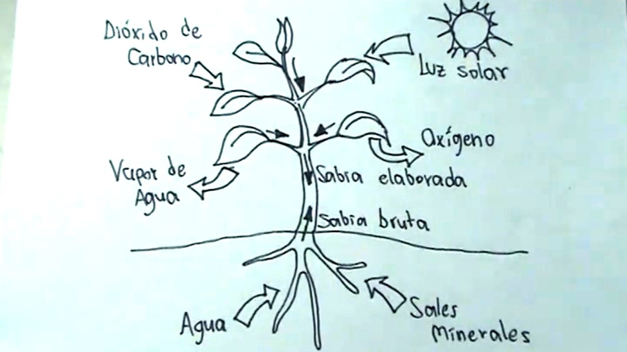 Ciencias Naturales 3.5 - Cómo dibujar la fotosíntesis en una planta