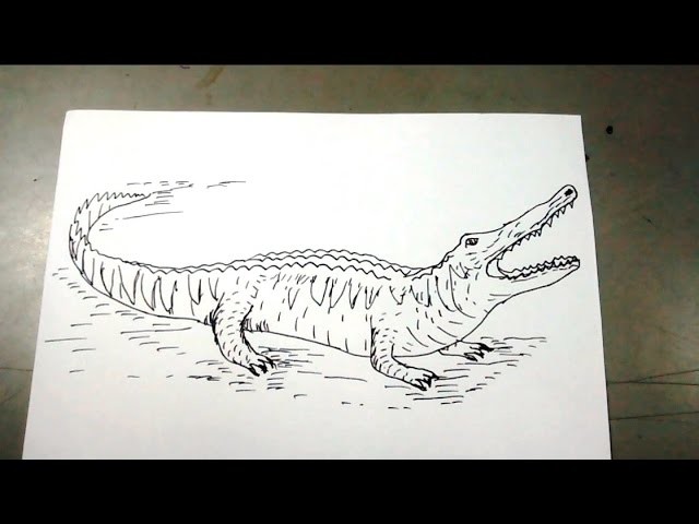 Cómo dibujar un cocodrilo paso a paso