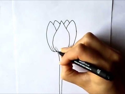 Cómo dibujar un Tulipán Cómo dibujar flores Dibuja Conmigo Dibujos de Flores