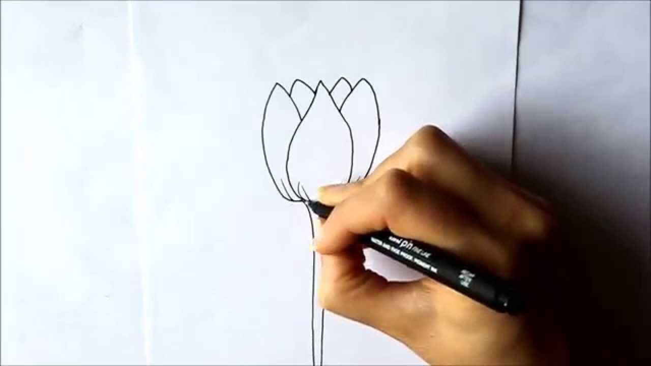 Cómo dibujar un Tulipán Cómo dibujar flores Dibuja Conmigo Dibujos de Flores