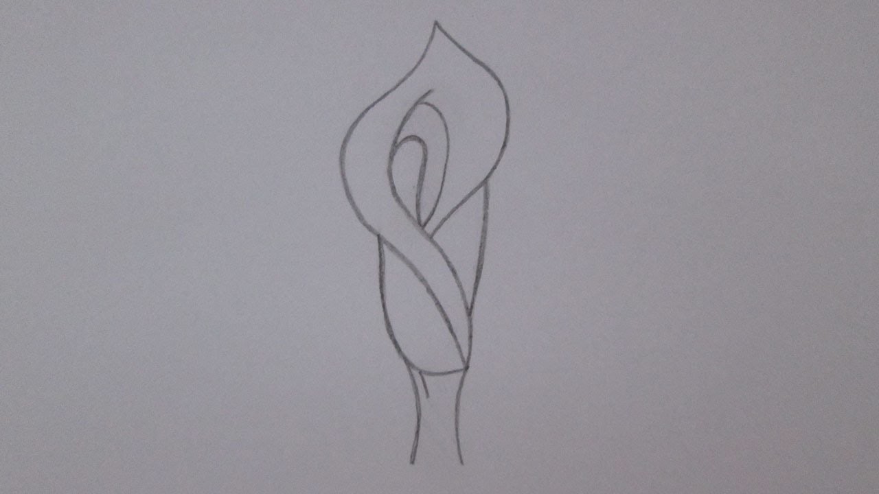 Cómo dibujar una flor de lirio