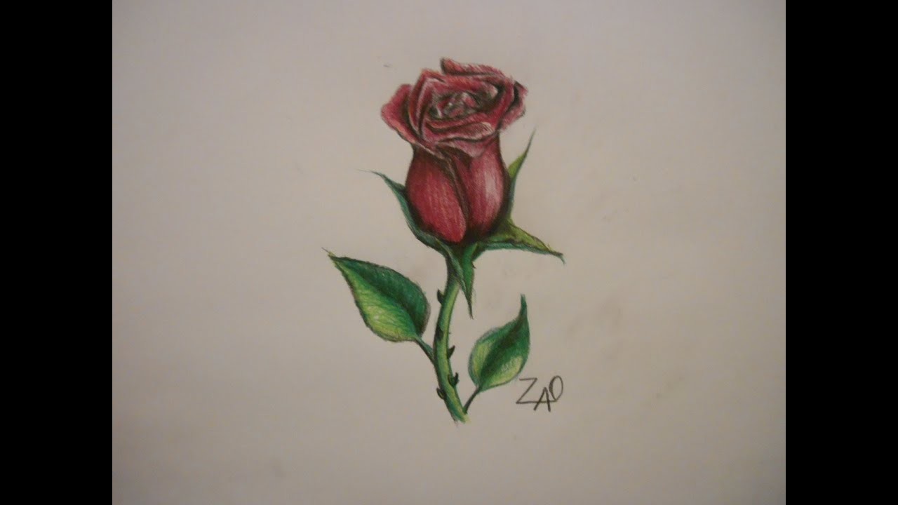 Como Dibujar Una Rosa (Tutorial)