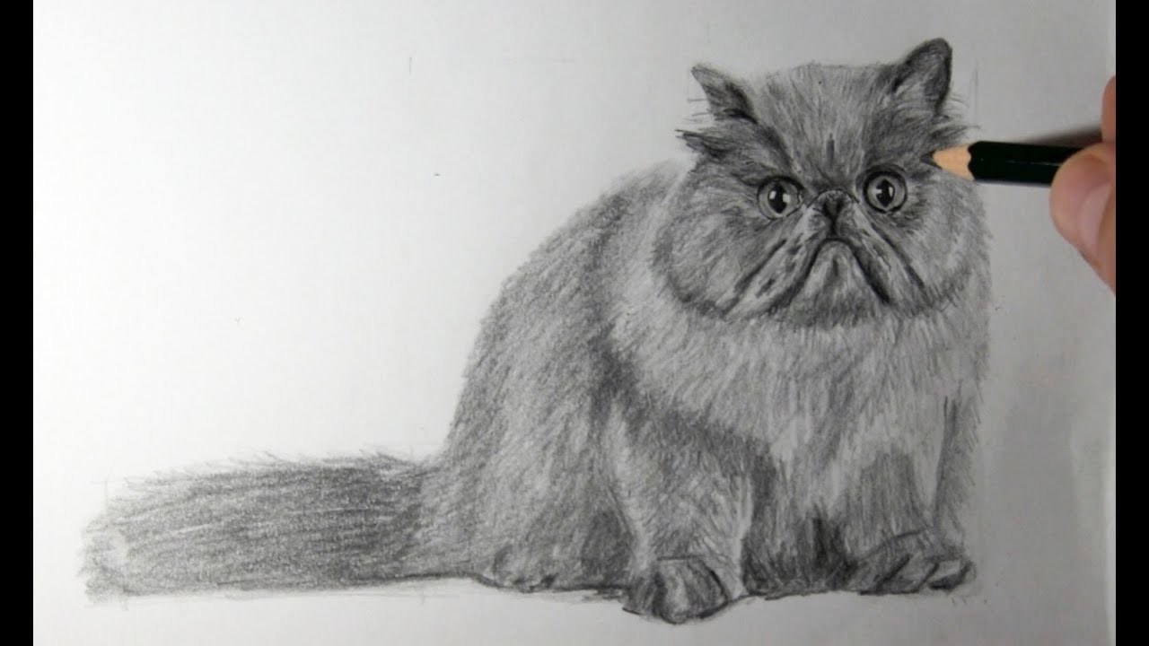 Dibujo de gato persa a lápiz
