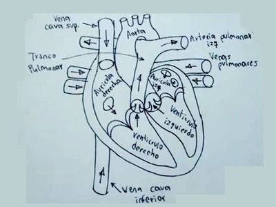 Dibujos del cuerpo humano 5.8 - Cómo dibujar el corazón humano - hearth