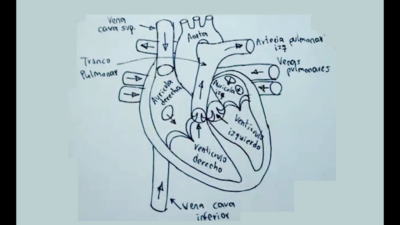 Dibujos del cuerpo humano 5.8 - Cómo dibujar el corazón humano - hearth