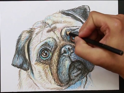 Dibujando un Perro Pug - Mascotas │ Drawing a Pug Dog - Pets