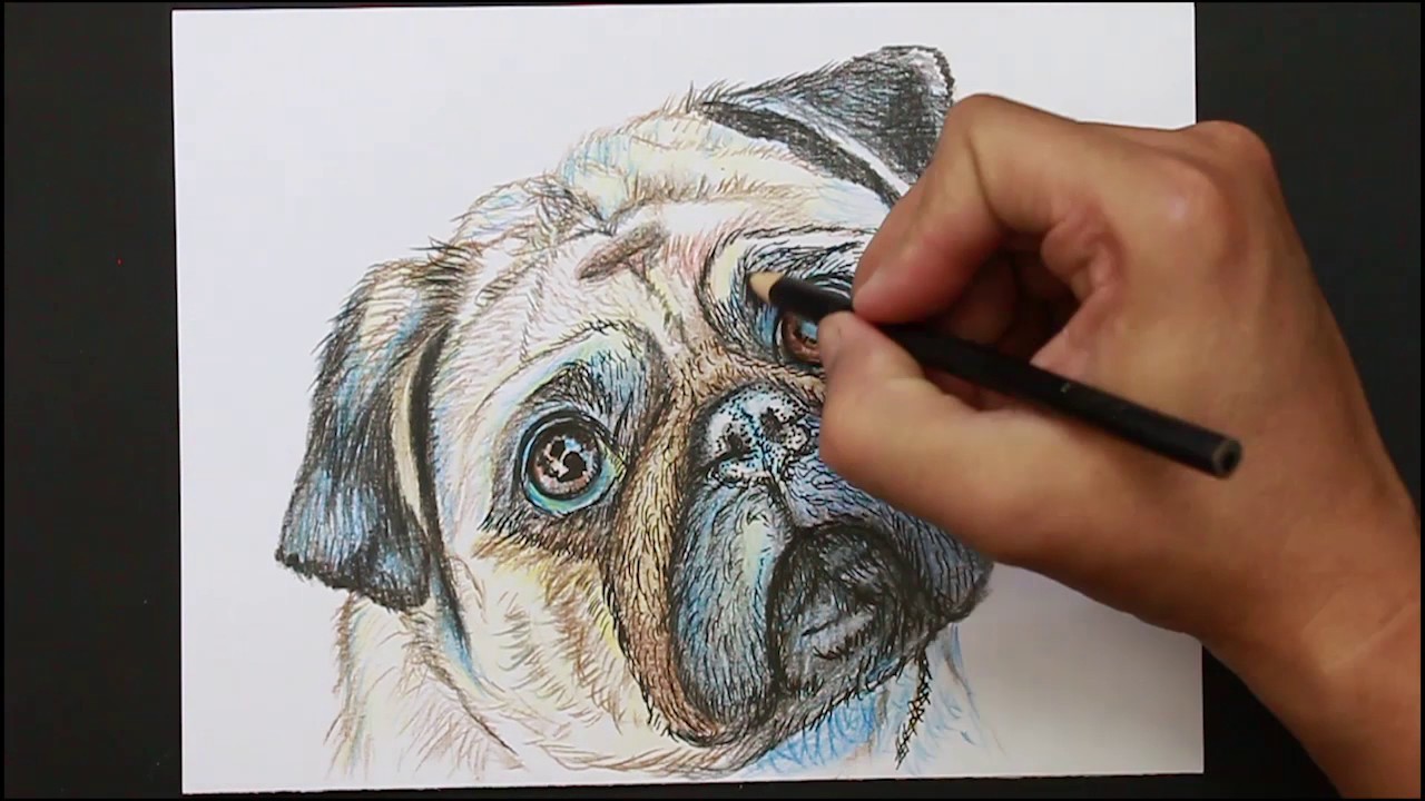 Dibujando un Perro Pug - Mascotas │ Drawing a Pug Dog - Pets