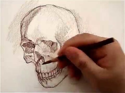 Dibujo del cráneo por Juan Herrera, Anatomía Artística