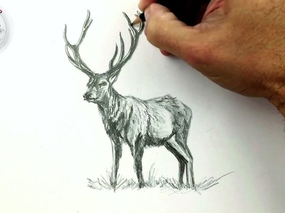Como Dibujar un Ciervo a Lapiz : Dibujos Faciles
