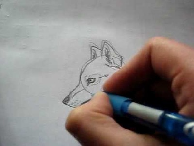 Dibujo lobo - Wolf drawing