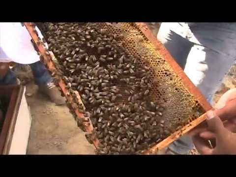 Leccion de apicultura: zona de fecundacion de abejas reinas