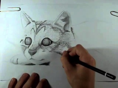 Sr. Molina - Dibujo blanco y negro (Gatito)