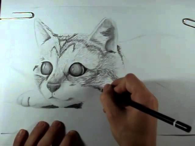 Sr. Molina - Dibujo blanco y negro (Gatito)